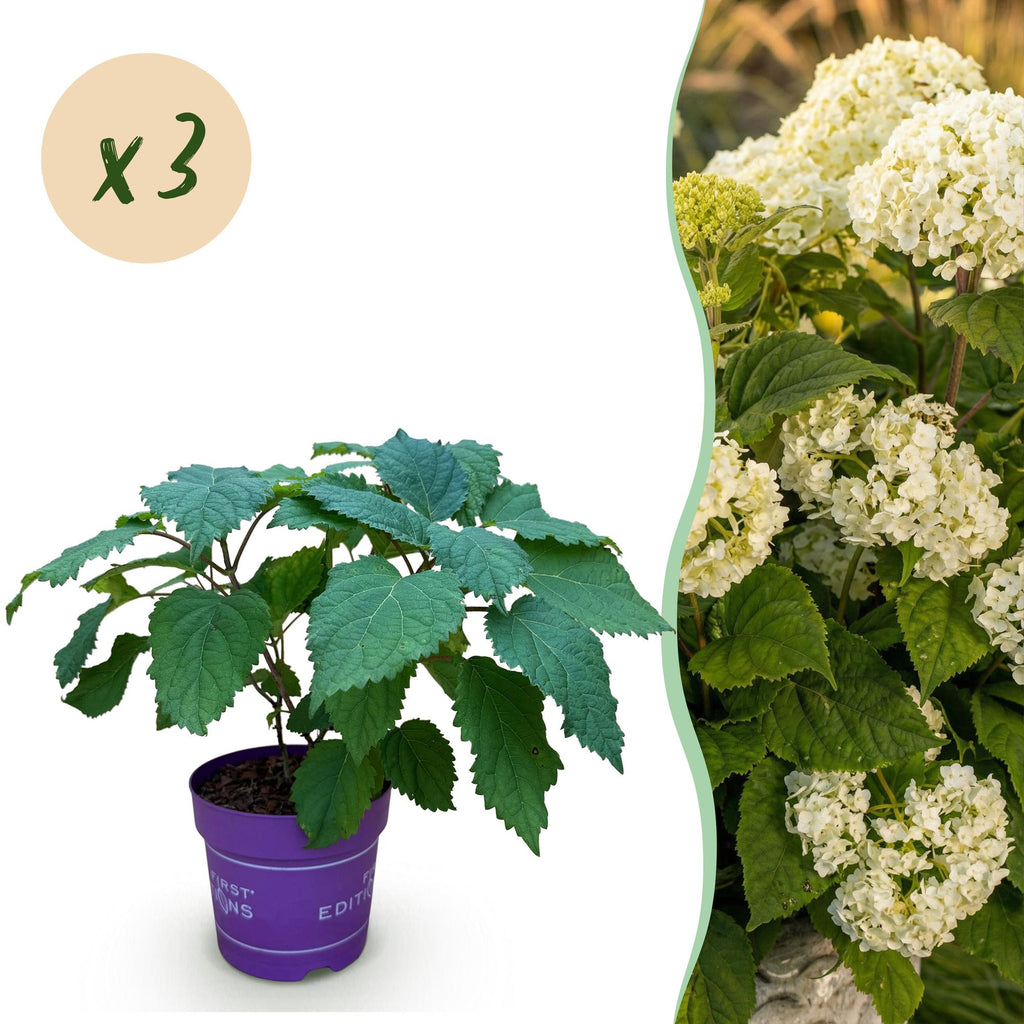 Tuinplant - Hydrangea arborescens FlowerWOW - Hortensia - Winterhard - Wit - 3 Planten - Pot 14cm - Hoogte Hoogte 20-30cm