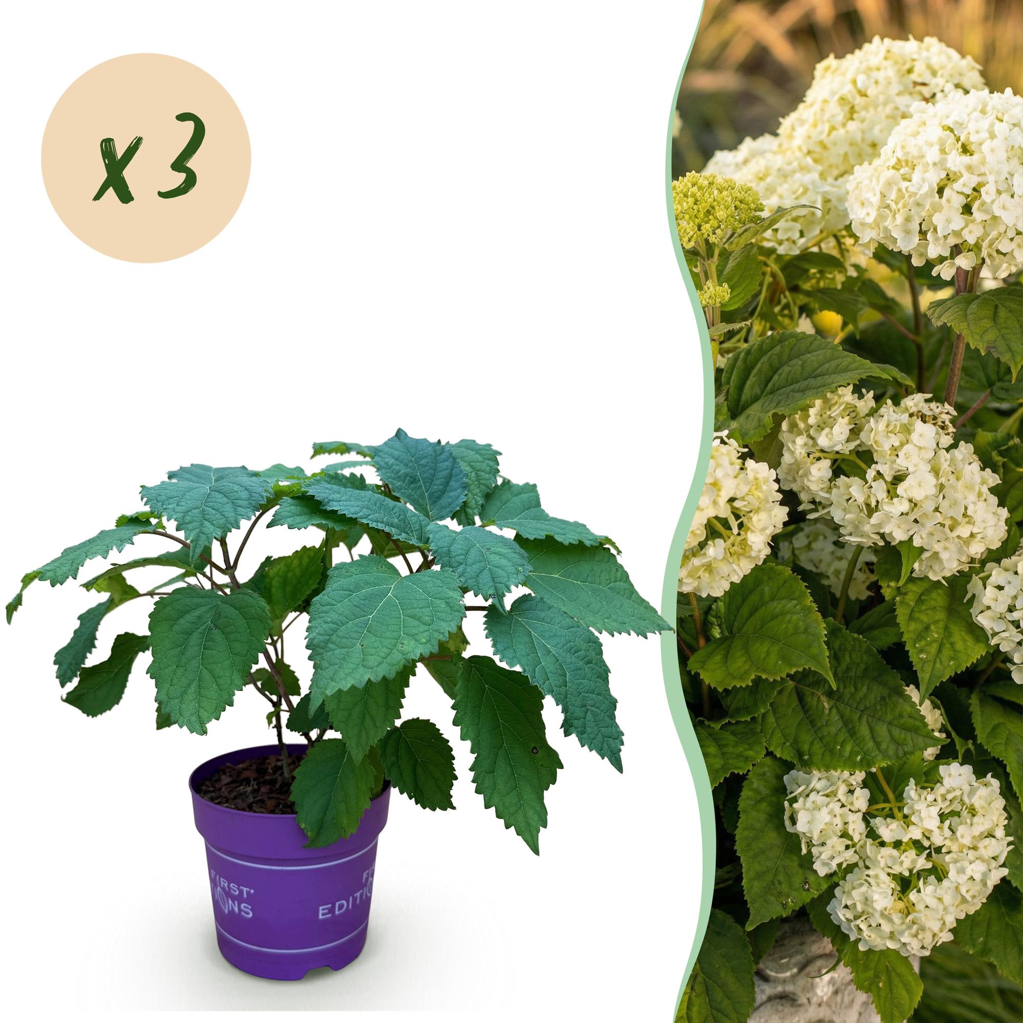 Tuinplant - Hydrangea arborescens FlowerWOW - Hortensia - Winterhard - Wit - 3 Planten - Pot 14cm - Hoogte Hoogte 20-30cm