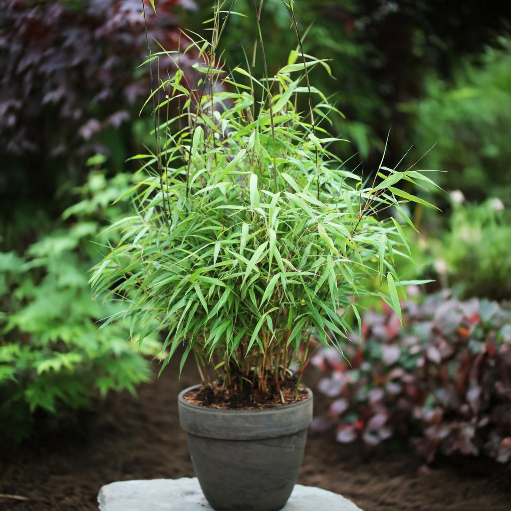 Grassen - Fargesia Asian Wonder - Niet Woekerende Bamboe - Bladhoudend - Groen - 4 Planten - Pot 14 cm - Hoogte 35 cm