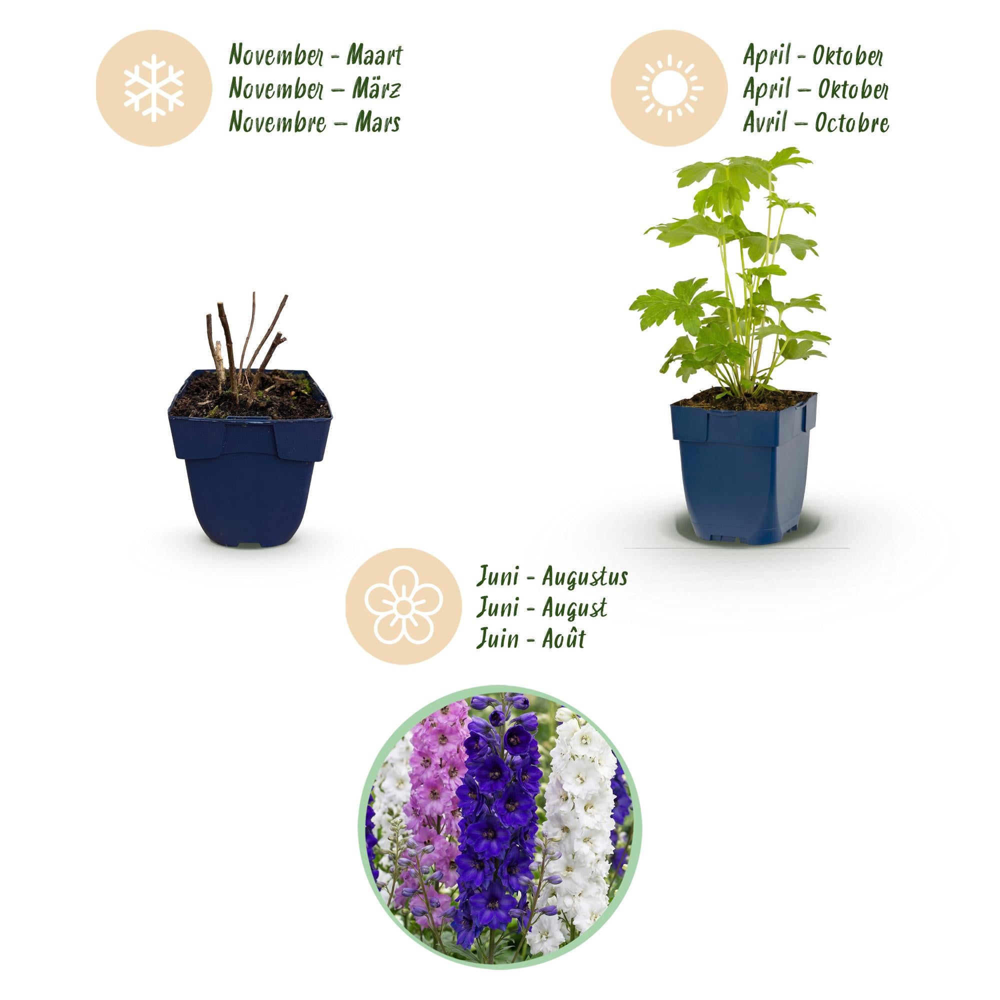 Vasteplant - Delphinium Tricolour - Ridderspoor - Bijen- en vlinderlokkers - Paars - Roze - Wit - 12 Planten - Pot 11cm - Hoogte 15-25cm