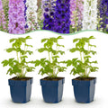 Vasteplant - Delphinium Tricolour - Ridderspoor - Bijen- en vlinderlokkers - Paars - Roze - Wit - 12 Planten - Pot 11cm - Hoogte 15-25cm