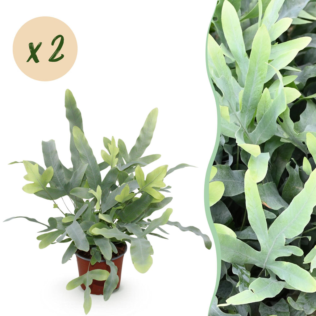 Kamerplant - Phlebodium aureum Blue Star - Blauwe Varen - Huisdiervriendelijk - Blauw - 2 Planten - Pot 12cm - Hoogte 25-30cm