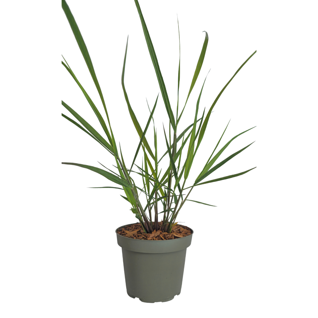 3x Panicum virgatum ‘Rotstrahlbusch’ – Siergras met warme herfstkleuren | Potmaat 12 cm