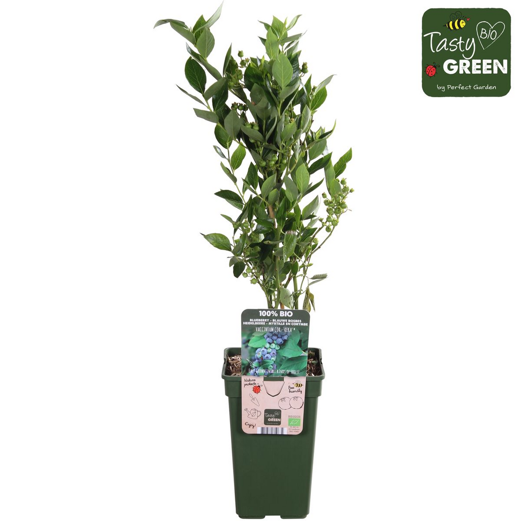 Vaccinium corymbosum 'Reka' - Blauwe bes - Ø13cm - ↕30cm