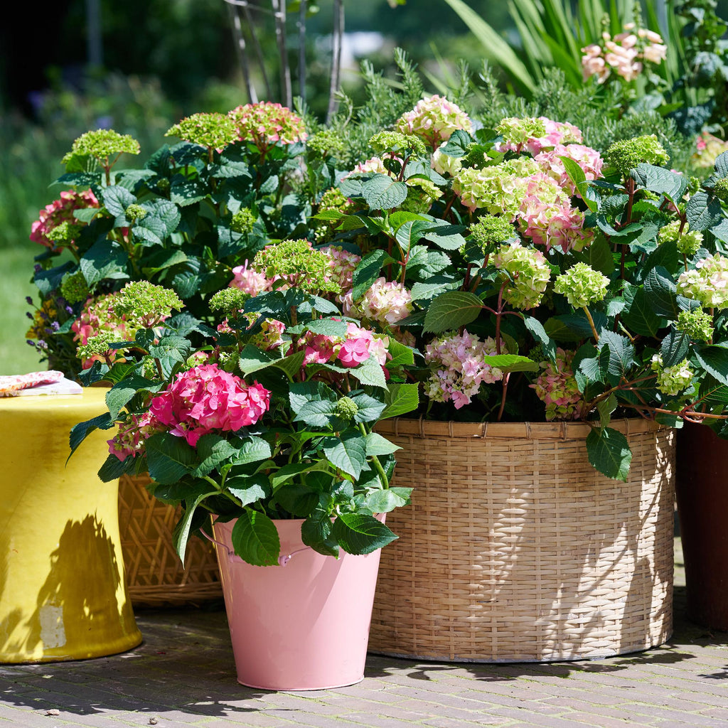 Tuinplant - Hydrangea Endles Summer The Original Pink - Hortensia - Winterhard - Roze - 1 Plant - Pot 14cm - Hoogte 20-25cm