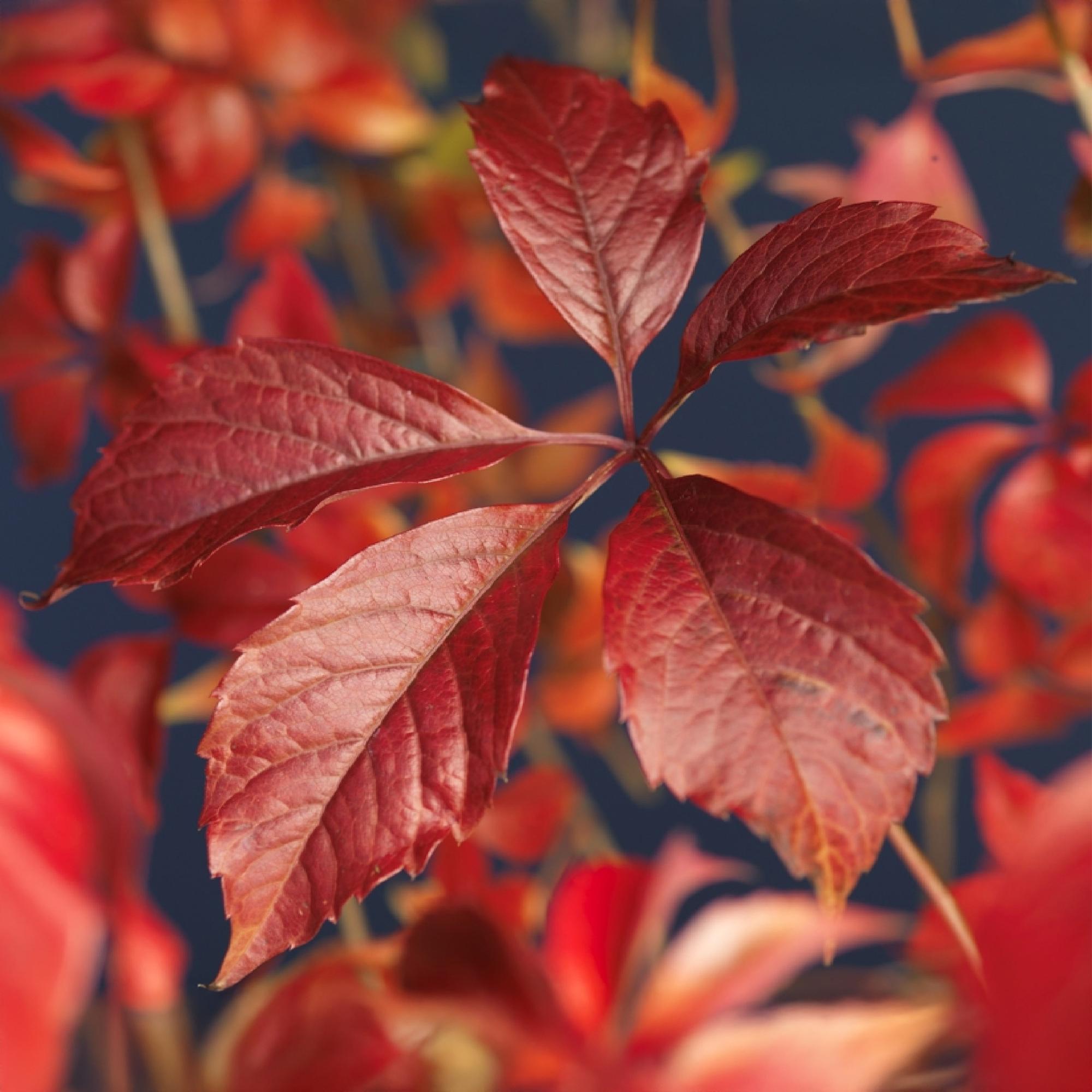 Wilde Wingerd - Parthenocissus Engelmannii - Blad Groen later Rood - Weinig onderhoud - 2 planten - Pot 11cm Hoogte 40cm