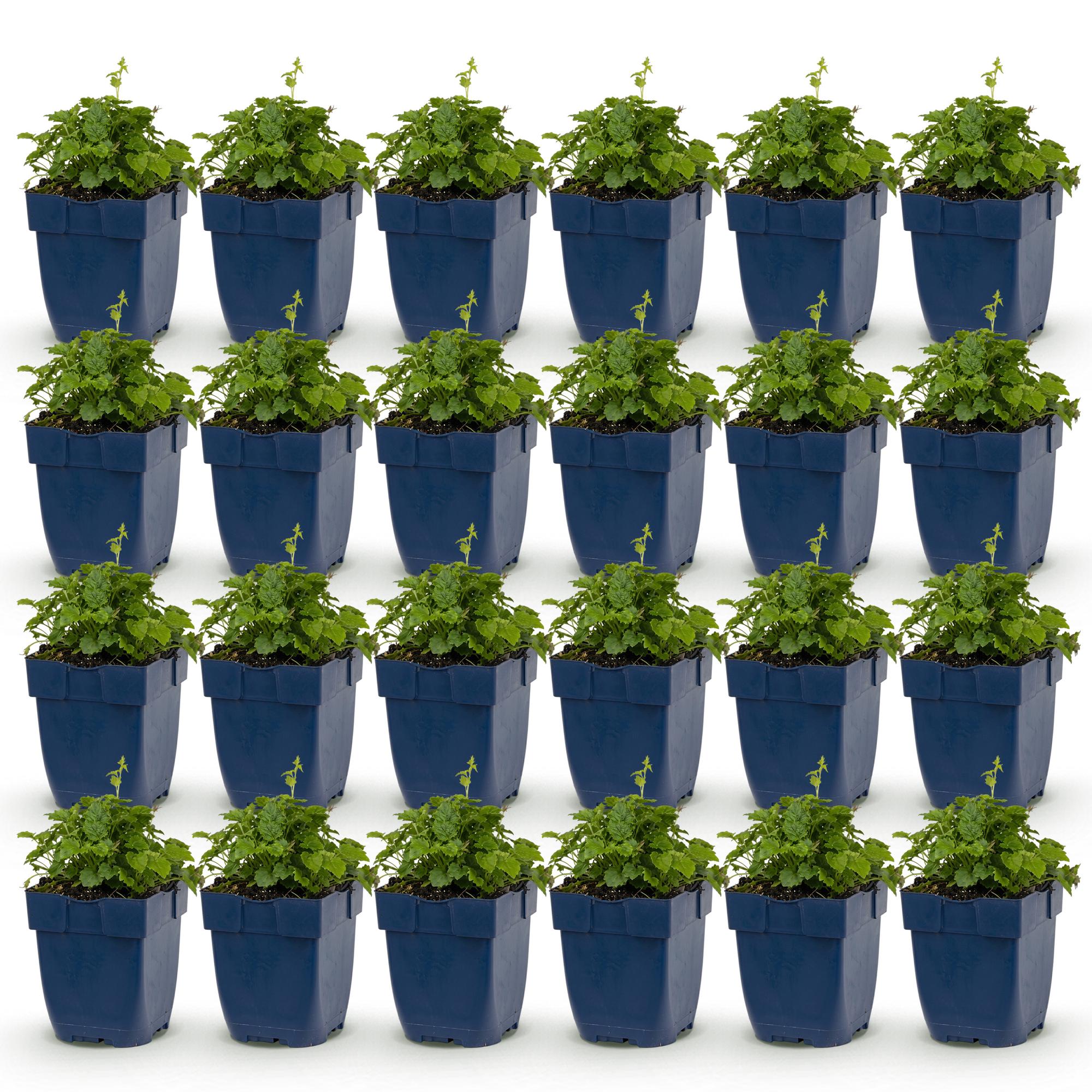 Vasteplant - Campanula portenschlagiana Tricolour - Perzikbladklokje - Bodembedekkend - Paars - Roze - Wit - 24 Planten - Pot 11cm - Hoogte 15-25cm