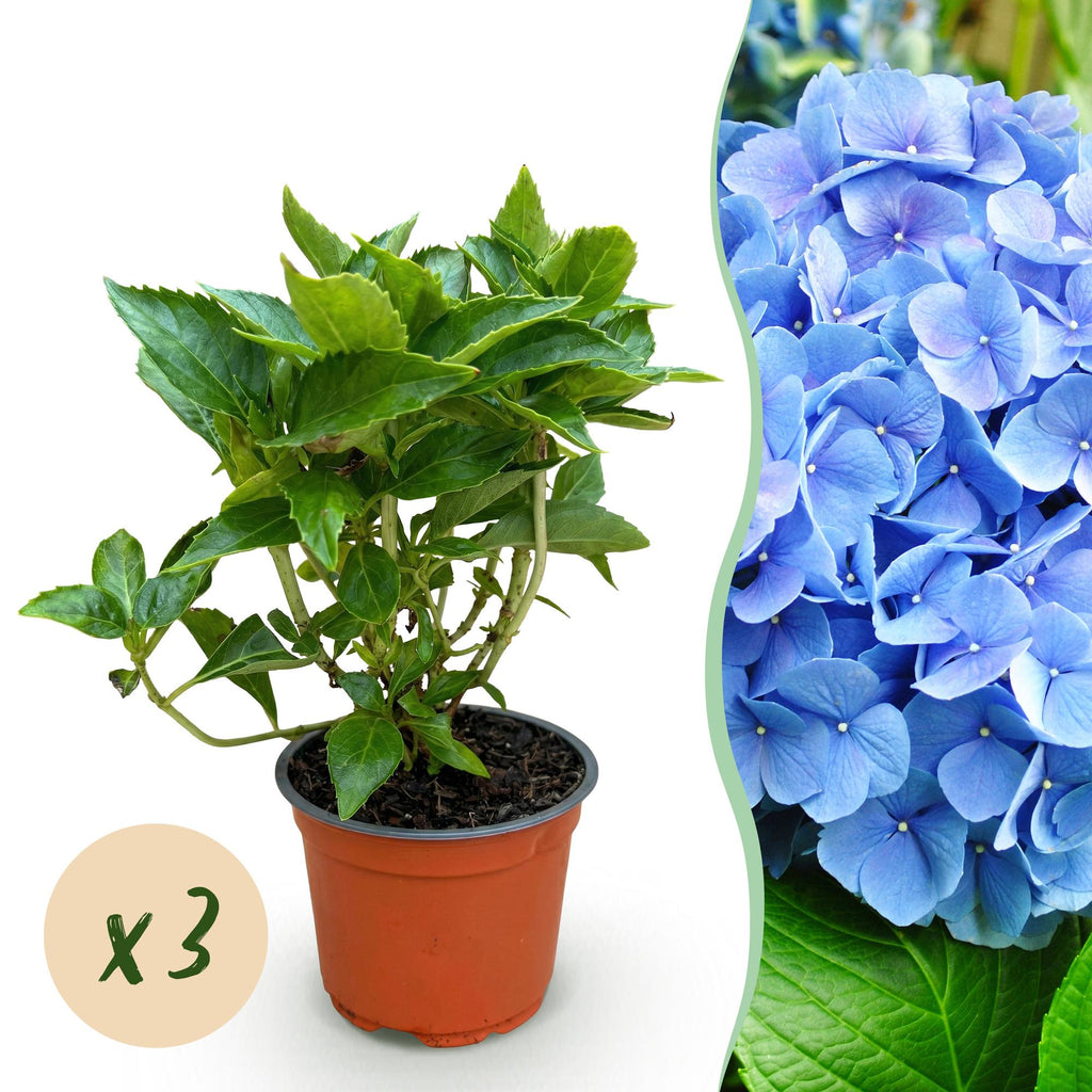 Tuinplant - Hydrangea macrophylla Blauw - Hortensia - Winterhard - Blauw - 3 Planten - Pot 12cm - Hoogte Hoogte 20-30cm