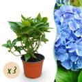 Tuinplant - Hydrangea macrophylla Blauw - Hortensia - Winterhard - Blauw - 3 Planten - Pot 12cm - Hoogte Hoogte 20-30cm