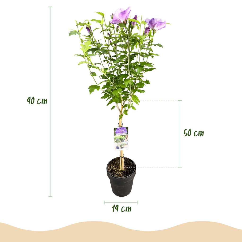 Plant op Stam -Hibiscus syriacus Lavendor Chiffon® - Terras Plant - Bladverliezend - Winterhard - Paarse Bloem - Pot 19cm Hoogte 90cm