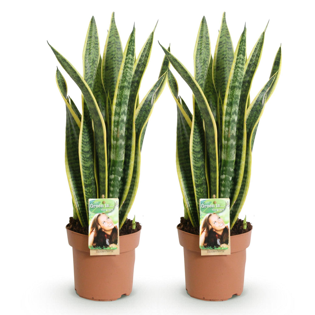 Green is... Kamerplanten - Sanseveria Laurentii - Vrouwentong - Weinig onderhoud - Groen - 2 Planten - Pot 17cm - Hoogte 60-70cm