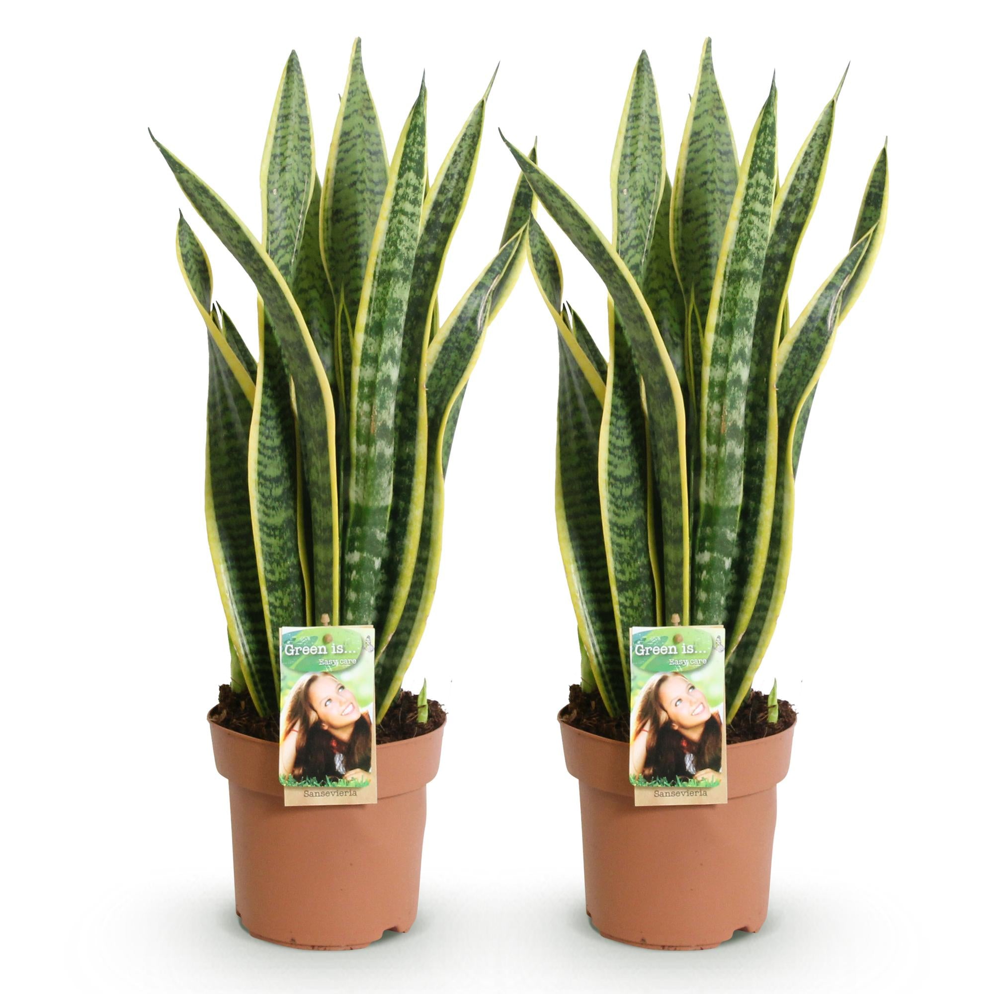 Green is... Kamerplanten - Sanseveria Laurentii - Vrouwentong - Weinig onderhoud - Groen - 2 Planten - Pot 17cm - Hoogte 60-70cm