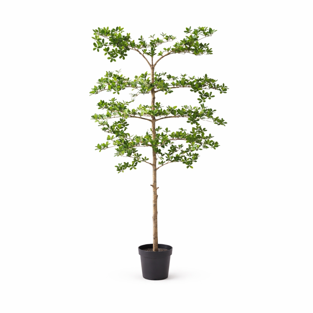 ARTIFICIAL Bucida - 200cm