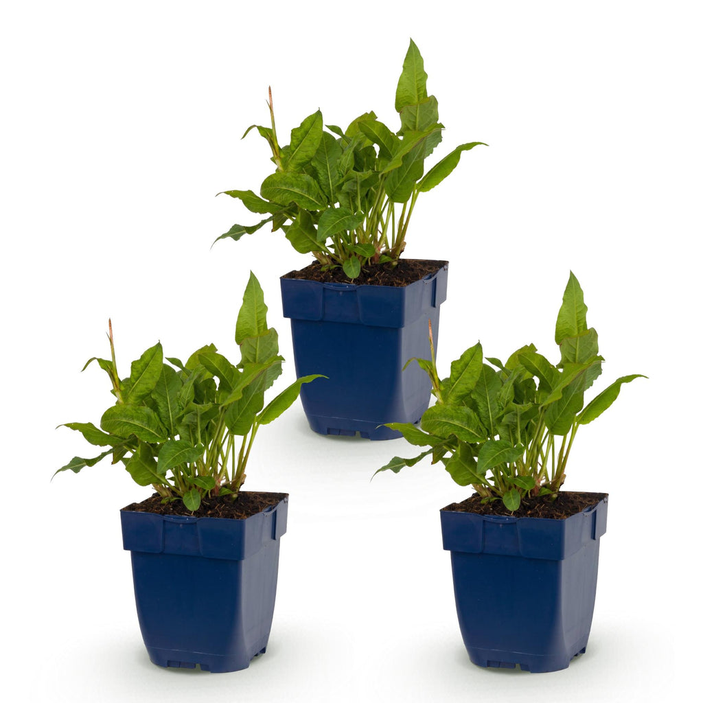 Vasteplant - Persicaria ampl. Rosea - Duizendknoop - Schaduw - Roze - 3 Planten - Pot 11cm - Hoogte 15-25cm