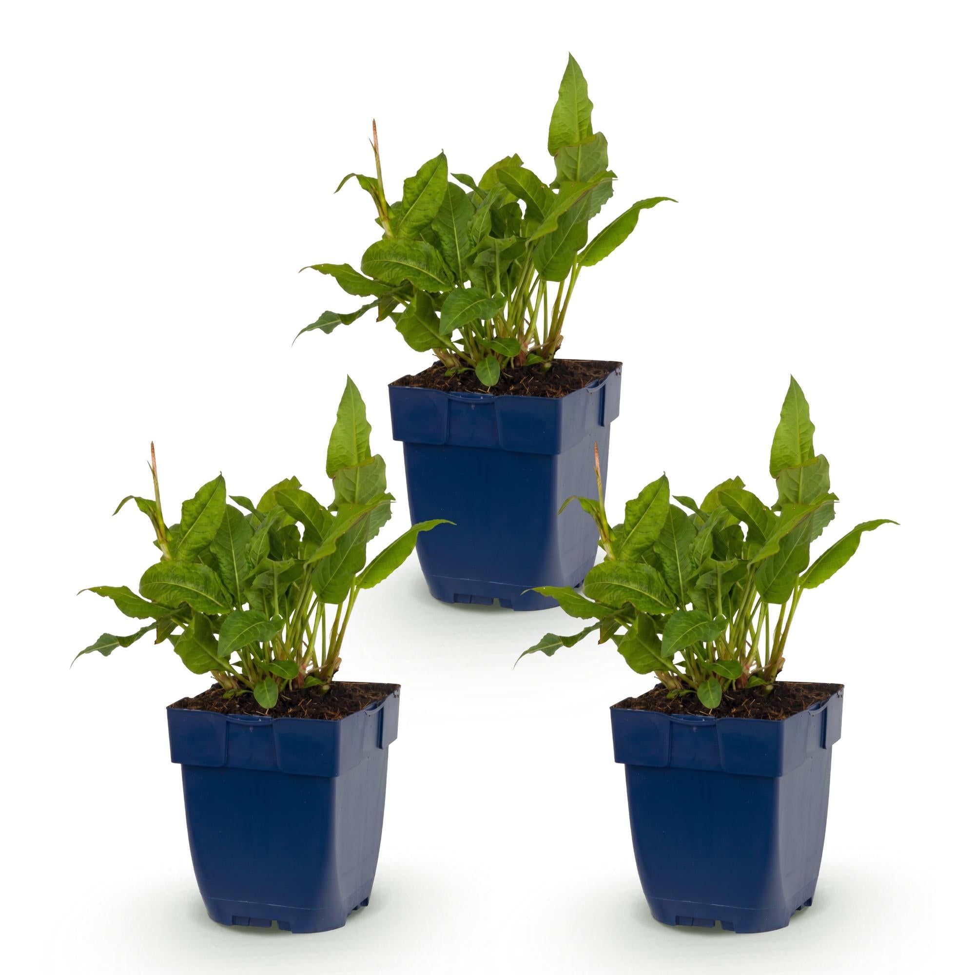 Vasteplant - Persicaria ampl. Rosea - Duizendknoop - Schaduw - Roze - 3 Planten - Pot 11cm - Hoogte 15-25cm