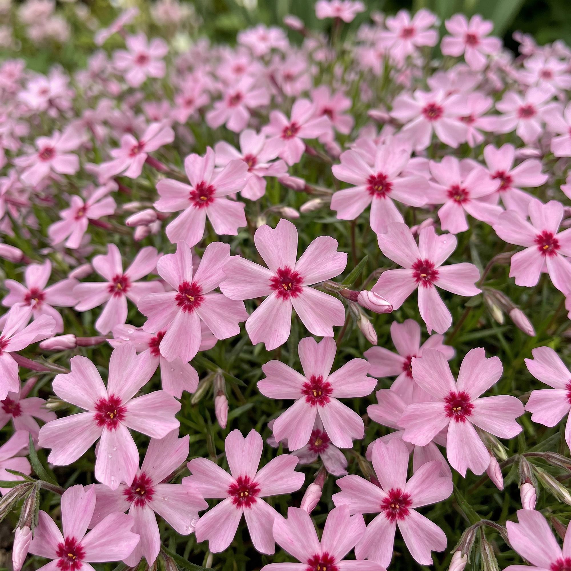Vasteplant - Phlox Rosette - Vlambloem - Bodembedekkend - Roze - 1 Plant - Pot 11cm - Hoogte 15-25cm