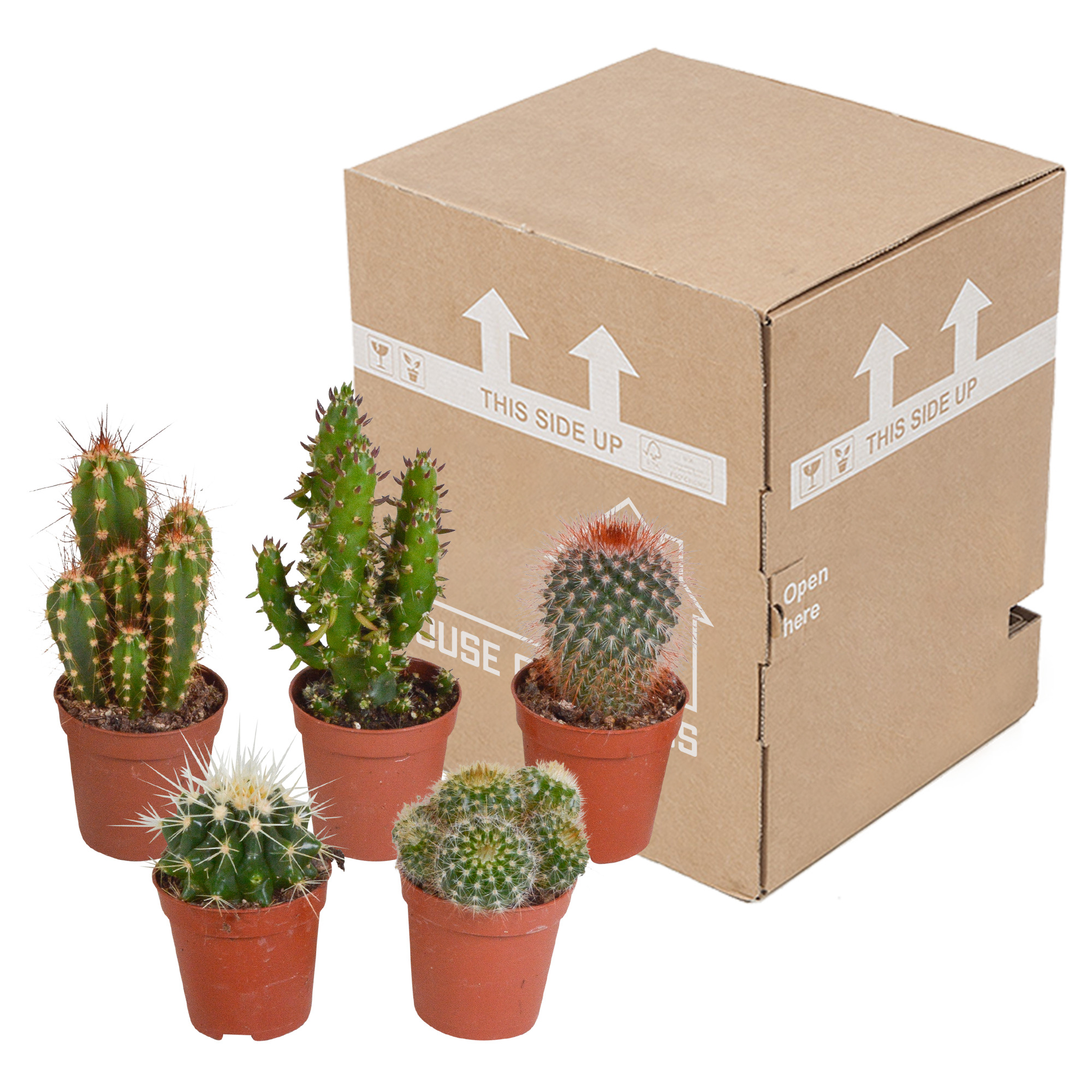 Cactus mix 5.5 cm - 5x - zonder pot