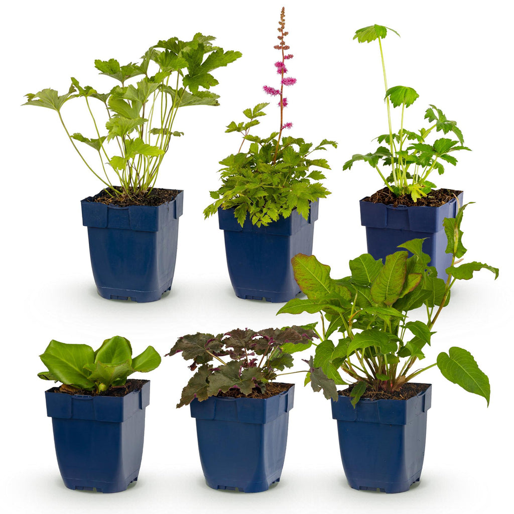 Vasteplant - Borderpakket - Schaduw - Diversen - Soorten en kleuren - 6 Planten - Pot 11cm - Hoogte 15-25cm