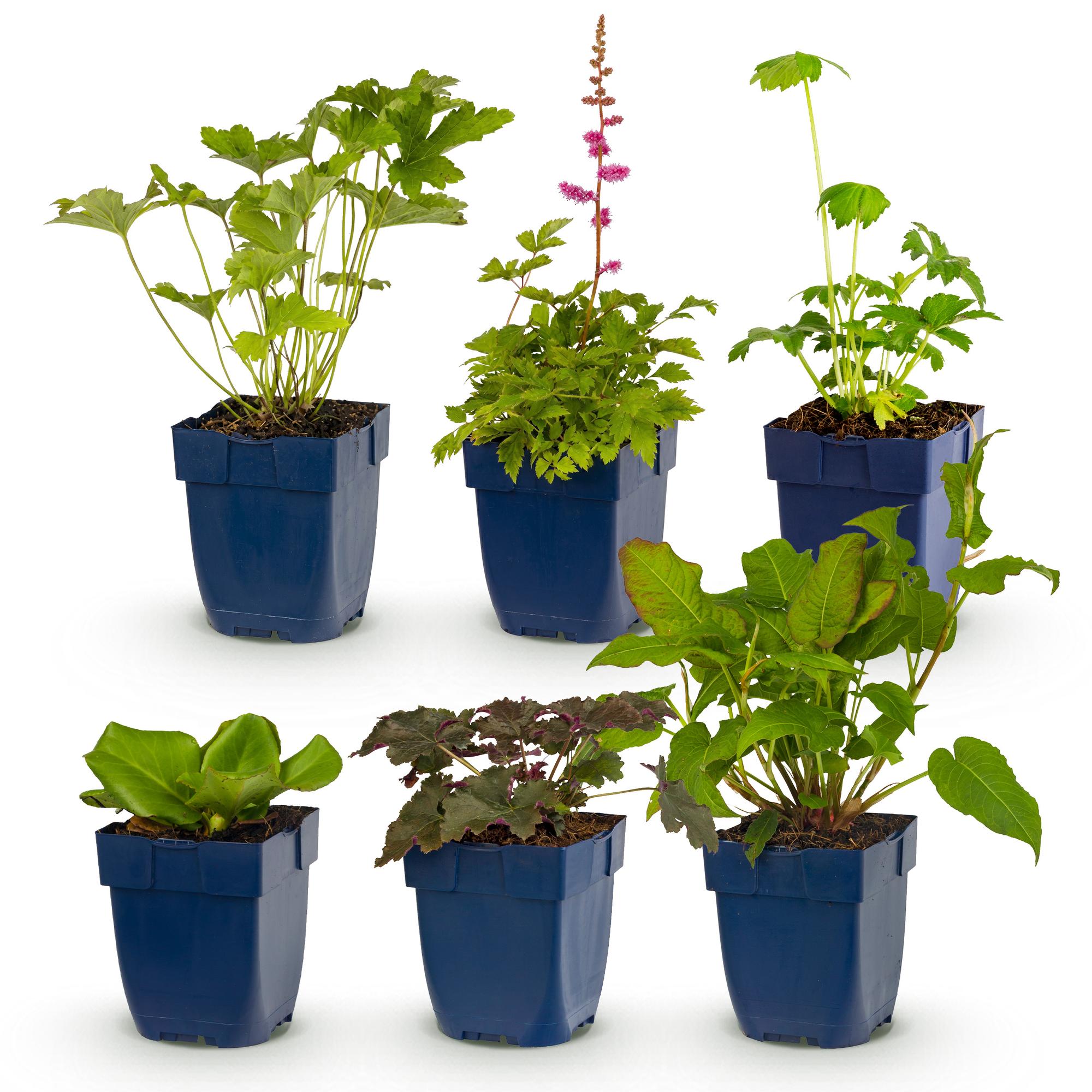 Vasteplant - Borderpakket - Schaduw - Diversen - Soorten en kleuren - 6 Planten - Pot 11cm - Hoogte 15-25cm
