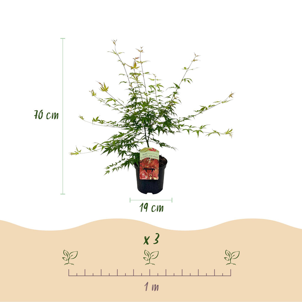 Terrasplant - Japanse Esdoorn - Acer palmatum Pink Dwarf - Roze - 1 Plant - Bladverliezend - Pot 19cm Hoogte 70cm