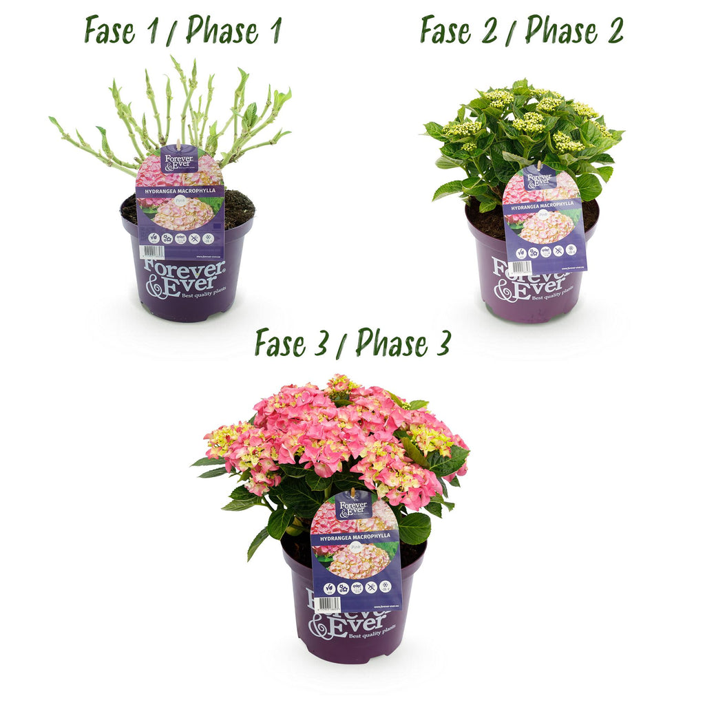 Terrasplant - Hortensia - Hydrangea Forever & Ever - Roze - 7-12 Bloemen - 2 Planten - Pot 23cm Hoogte 55cm