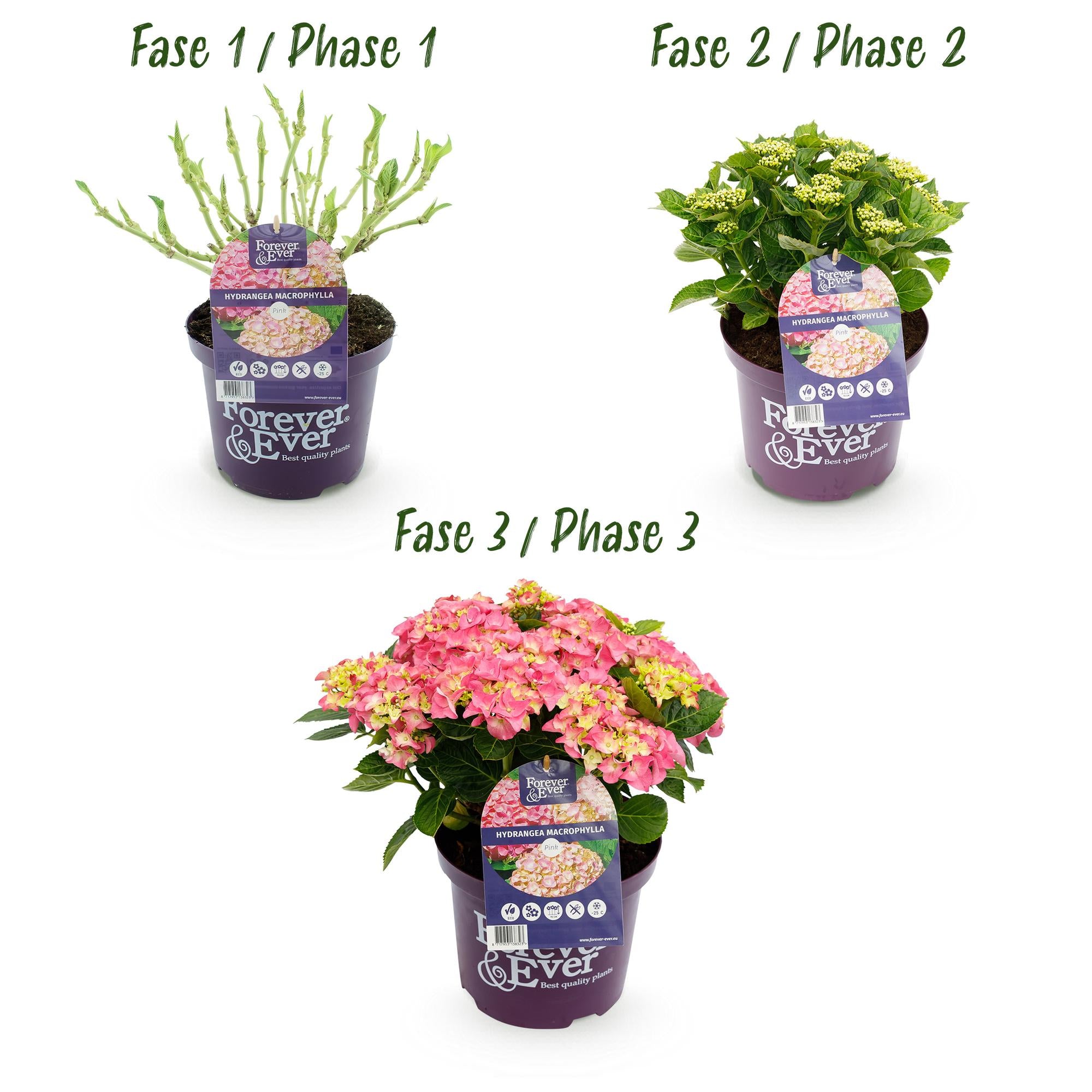Terrasplant - Hortensia - Hydrangea Forever & Ever - Roze - 7-12 Bloemen - 2 Planten - Pot 23cm Hoogte 55cm