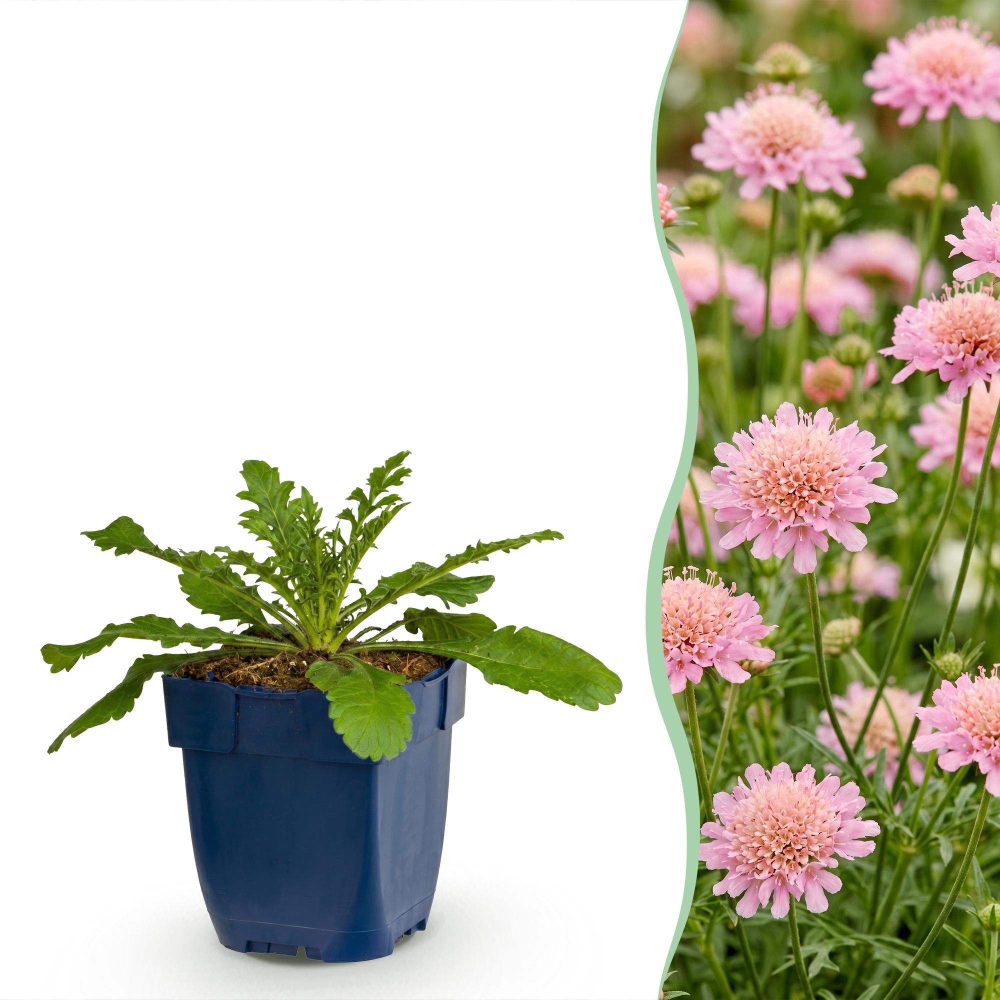 Vasteplant - Scabiosa col. Pink Mist - Duifkruid - Bijen en Vlinderlokkers - Roze - 12 Planten - Pot 11cm - Hoogte 15-25cm