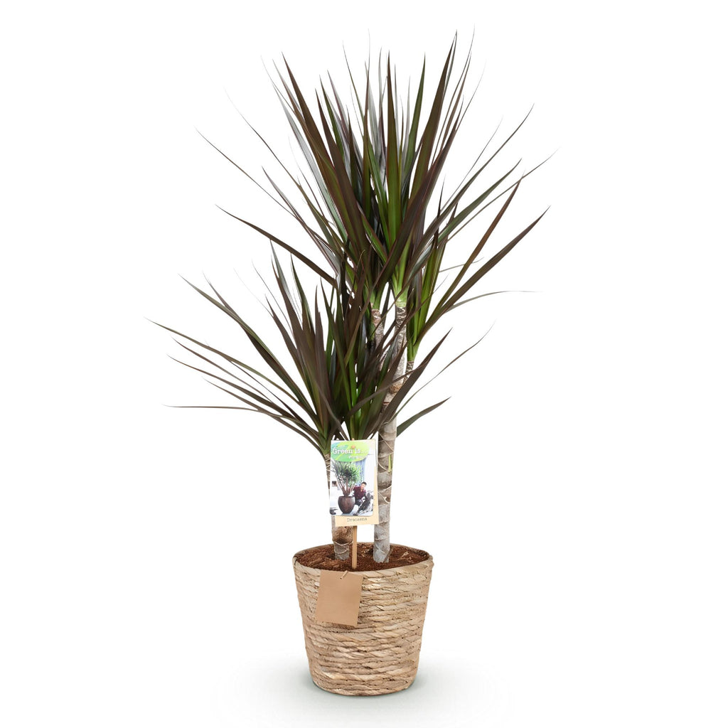 Green is... Kamerplanten - Dracaena Magenta - Drakenbloedboom - Weinig onderhoud - met mand - Groen - 1 Plant - Pot 17cm - Hoogte 70-80cm