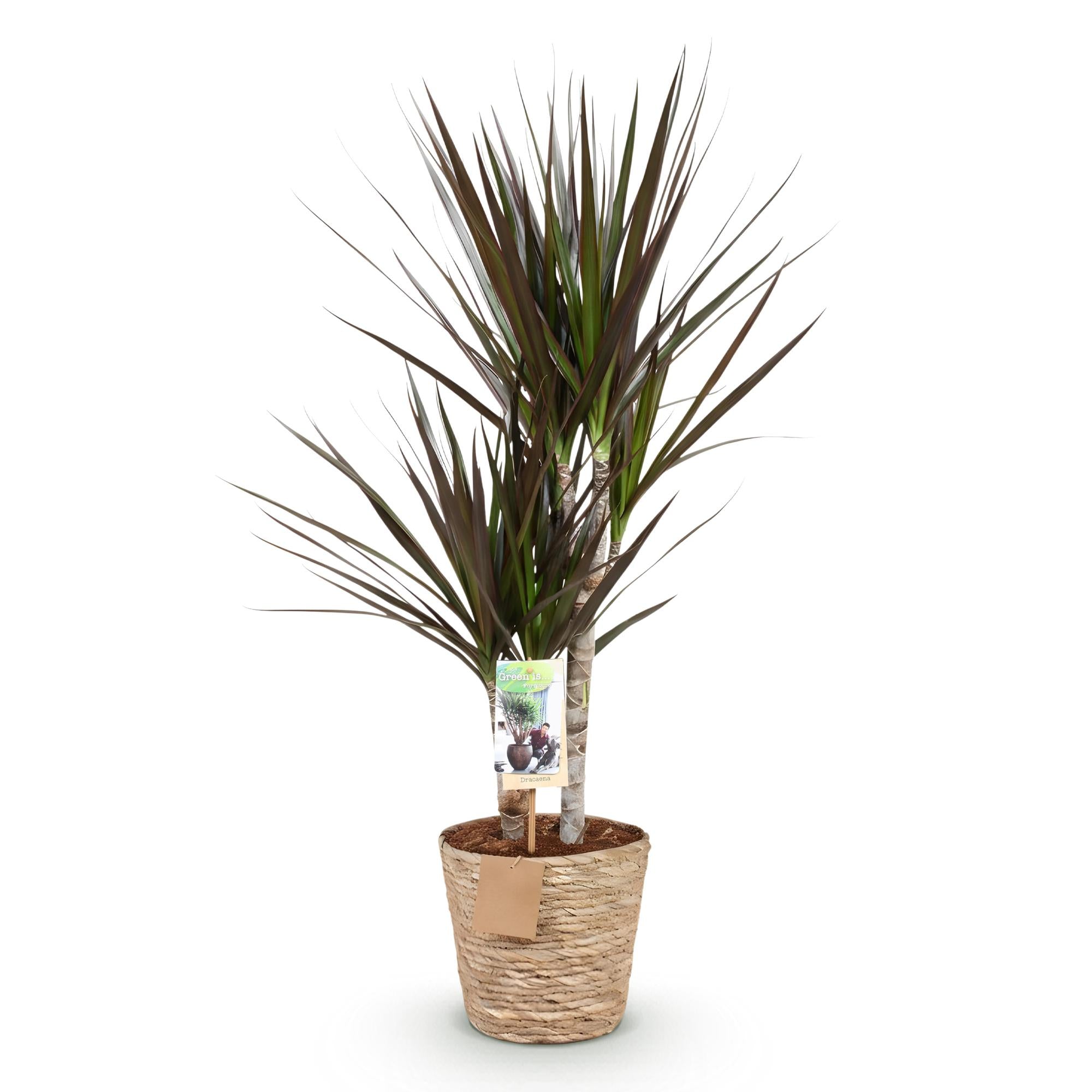 Green is... Kamerplanten - Dracaena Magenta - Drakenbloedboom - Weinig onderhoud - met mand - Groen - 1 Plant - Pot 17cm - Hoogte 70-80cm