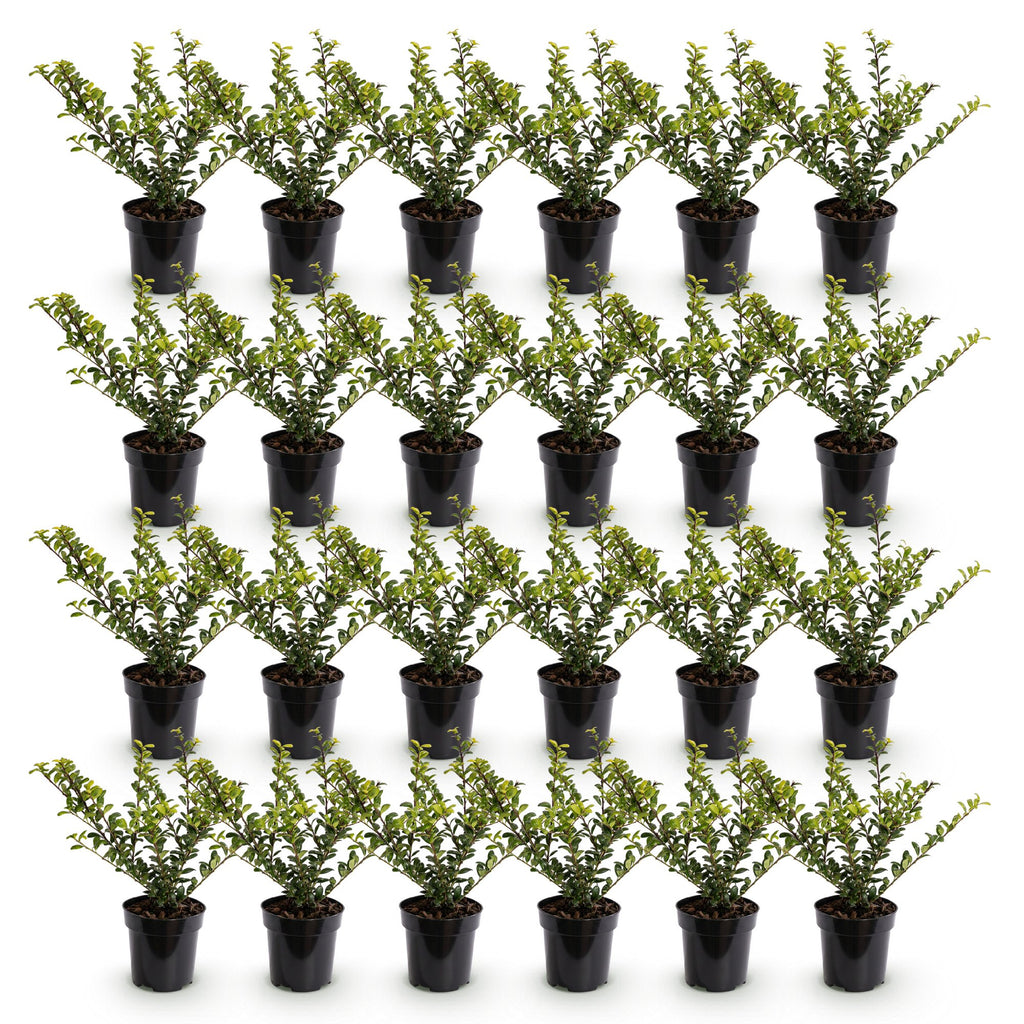 24x Ilex crenata Covenxa - Japanse Hulst - Haagplanten - Groenblijvend - Groen - Pot 9cm - Hoogte 20-30cm