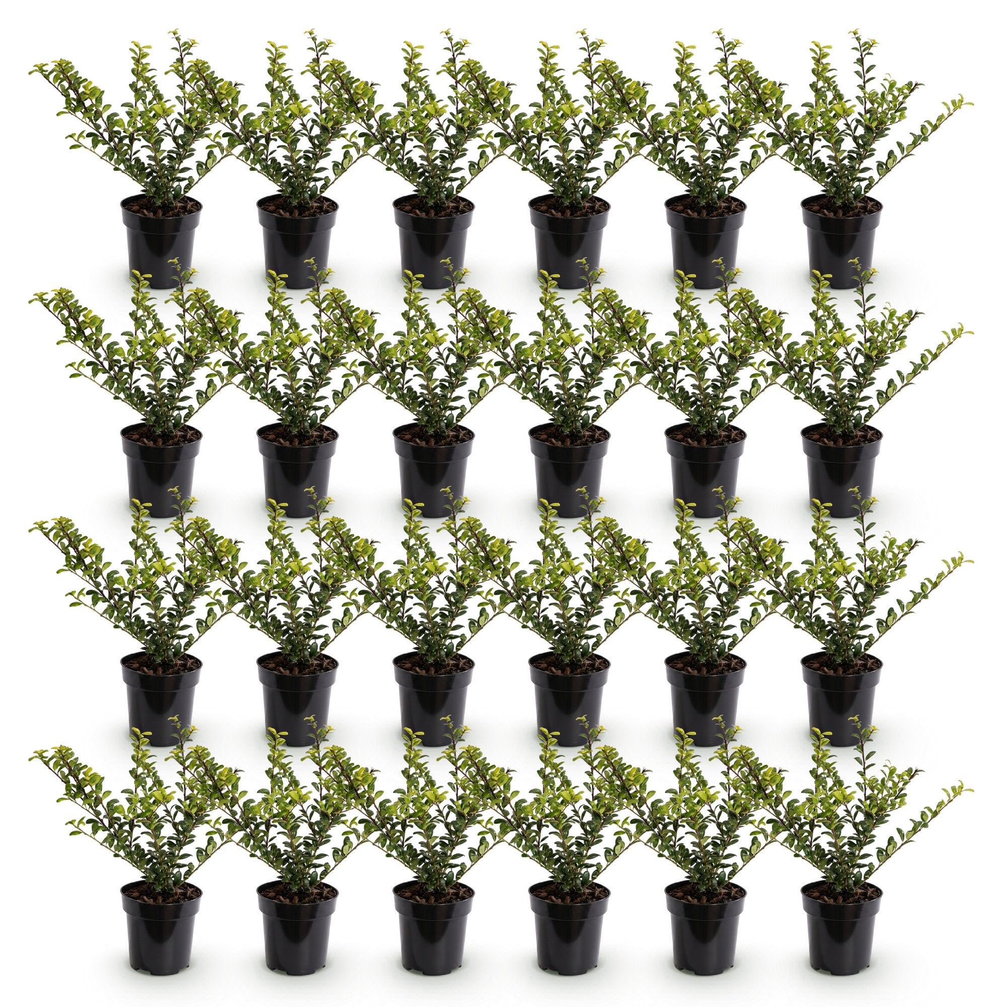 24x Ilex crenata Covenxa - Japanse Hulst - Haagplanten - Groenblijvend - Groen - Pot 9cm - Hoogte 20-30cm