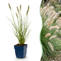 Grassen - Pennisetum alop. Hameln - Lampenpoetsergras - Met Pluim - Groen - 1 Plant - Pot 11cm - Hoogte 15-25cm