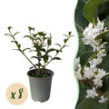 Haagplanten - Osmathus burkwoodii - blad groen - 8 planten - 1 strekkende meter - groenblijvend - pot 9cm hoogte 25-30cm