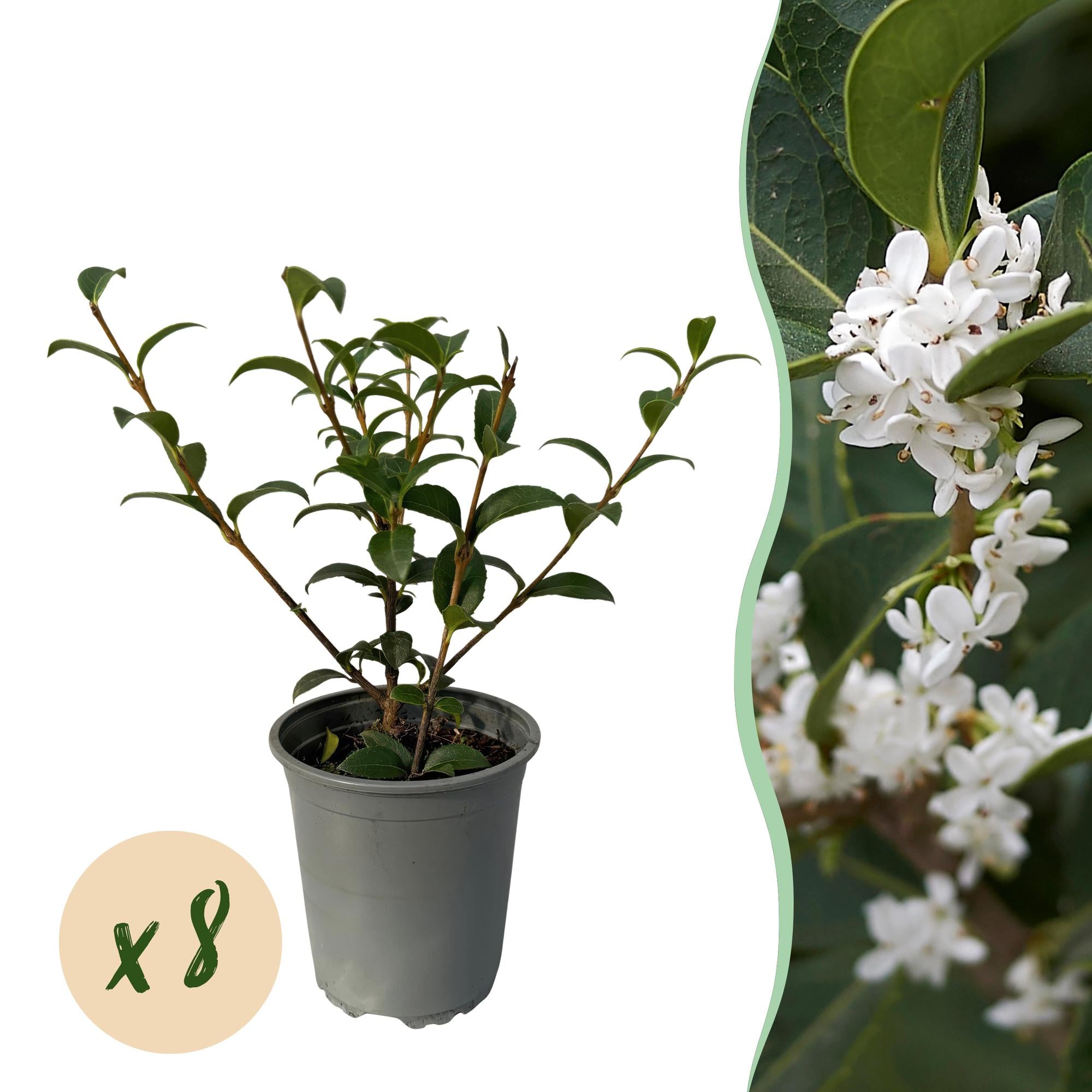 Haagplanten - Osmathus burkwoodii - blad groen - 8 planten - 1 strekkende meter - groenblijvend - pot 9cm hoogte 25-30cm