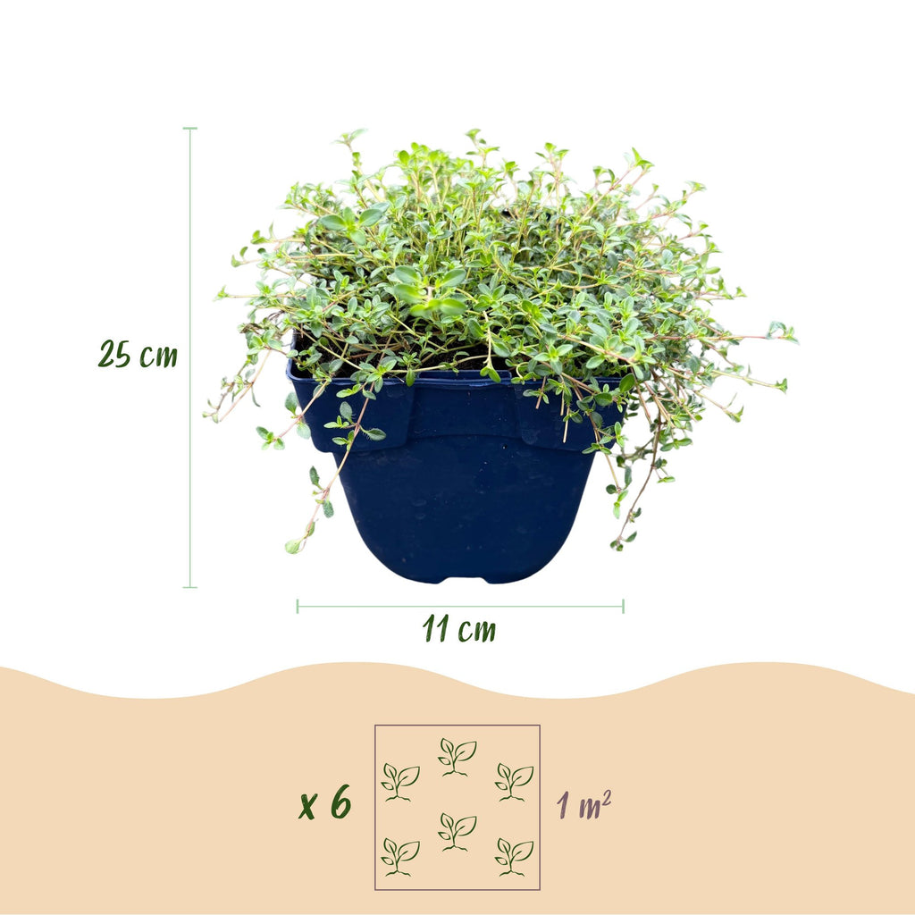 Vasteplant - Thymus citr. Sambesi - Citroentijm - Geurend - Geel - 12 Planten - Pot 11cm - Hoogte 15-25cm