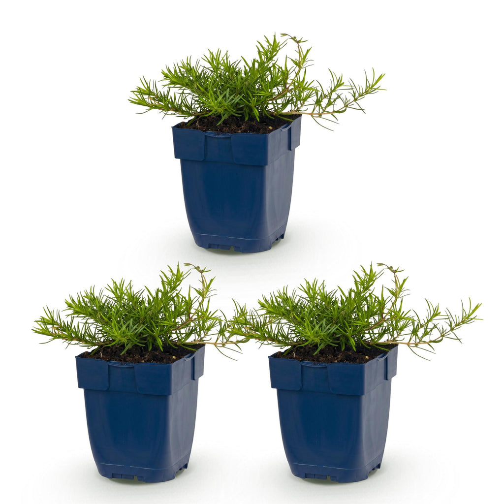 Vasteplant - Phlox Benita - Vlambloem - Bodembedekkend - Blauw - 3 Planten - Pot 11cm - Hoogte 15-25cm