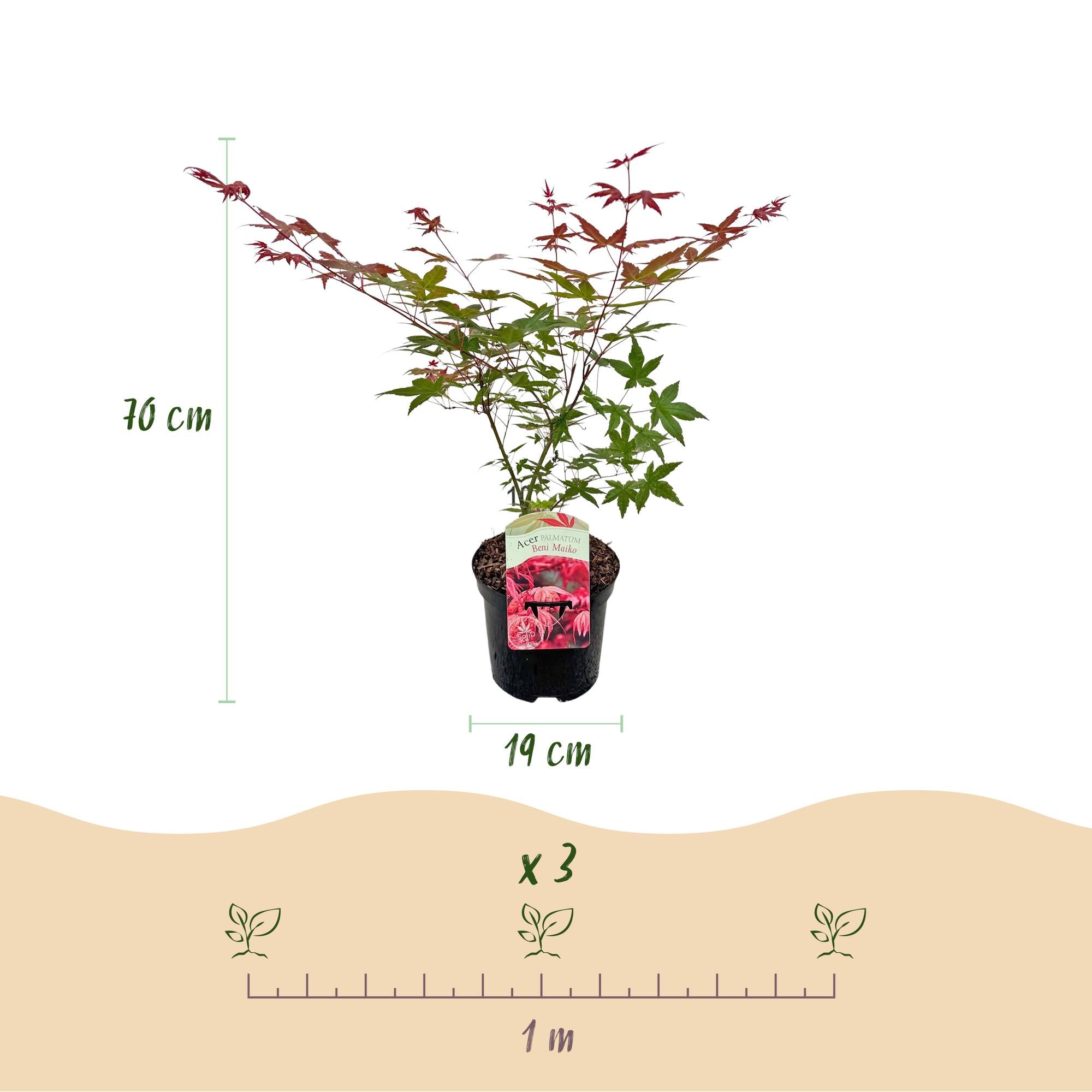 Terrasplant - Japanse Esdoorn - Acer palmatum Beni Maiko - Rood - 1 Plant - Bladverliezend - Pot 19cm Hoogte 70cm
