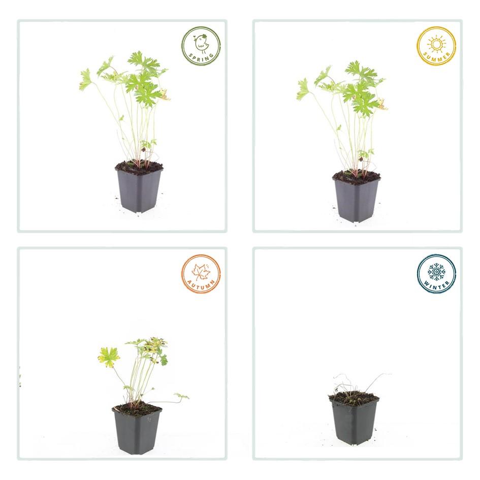 60x Geranium 'Johnson's Blue' - ↕10-25cm - Ø9cm