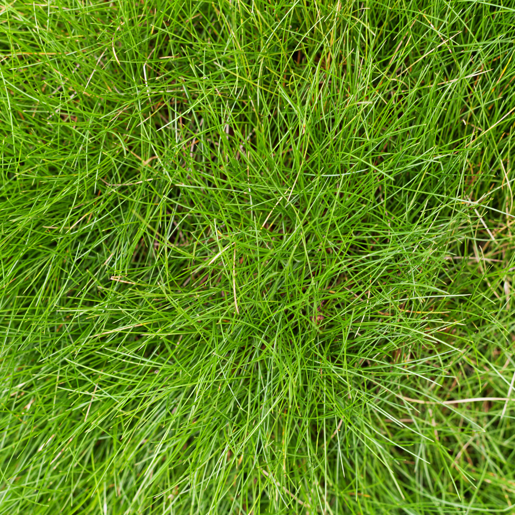 60x Festuca gautieri - ↕10-25cm - Ø9cm