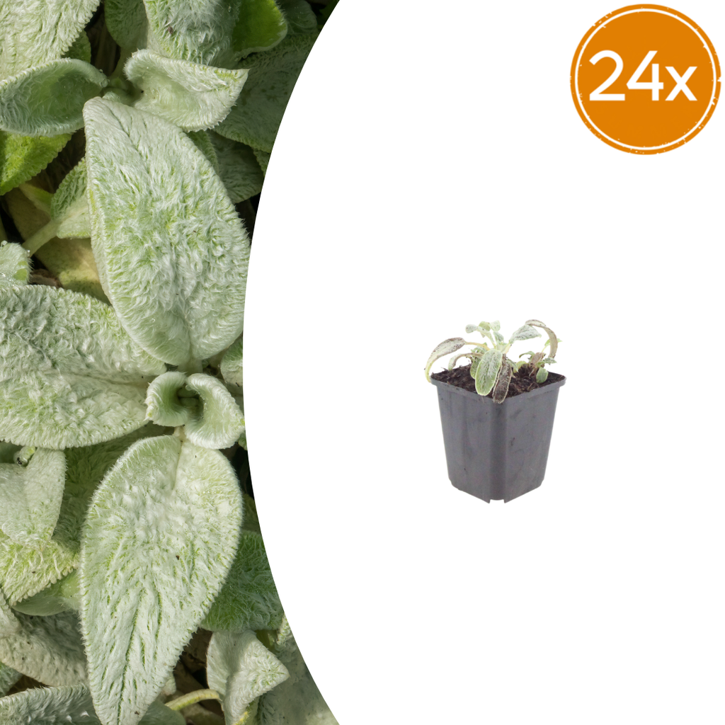 24x Stachys byzantina 'Silver Carpet' - ↕10-25cm - Ø9cm