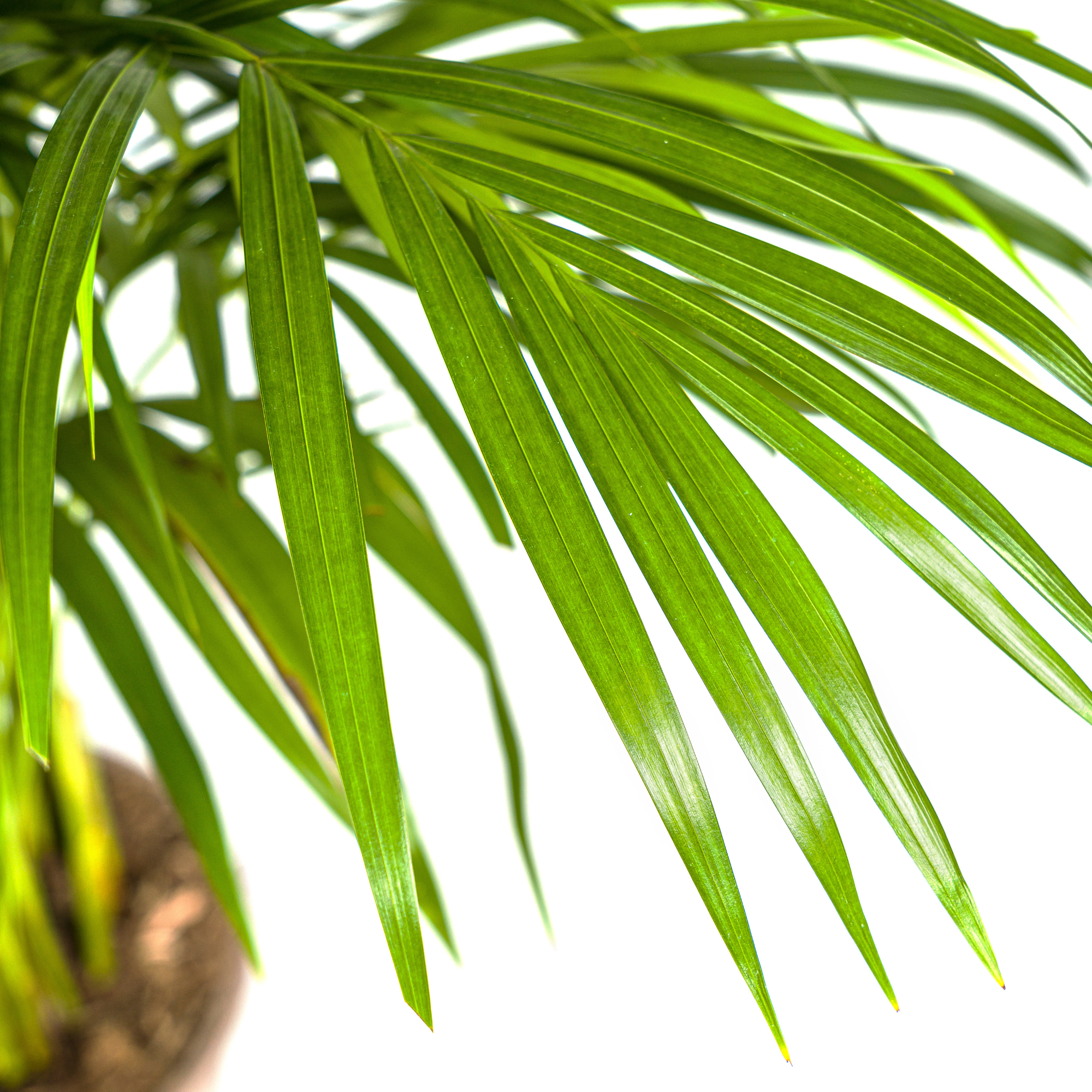 Dypsis Areca Lutescens Ø21cm - ↕100 - 120cm