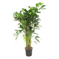 Caryota Mitis - 150 cm - ø27