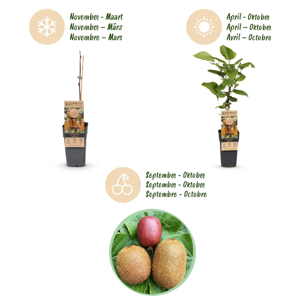 Fruitplant - Actinidia Weiki & Hayward, Ken,s Red, Golden Kiwi - Kiwiplant - 1 Mannelijke - 3 Vrouwelijke - Planten - Groen-Rood-Geel - Pot 15cm - Hoogte 50cm