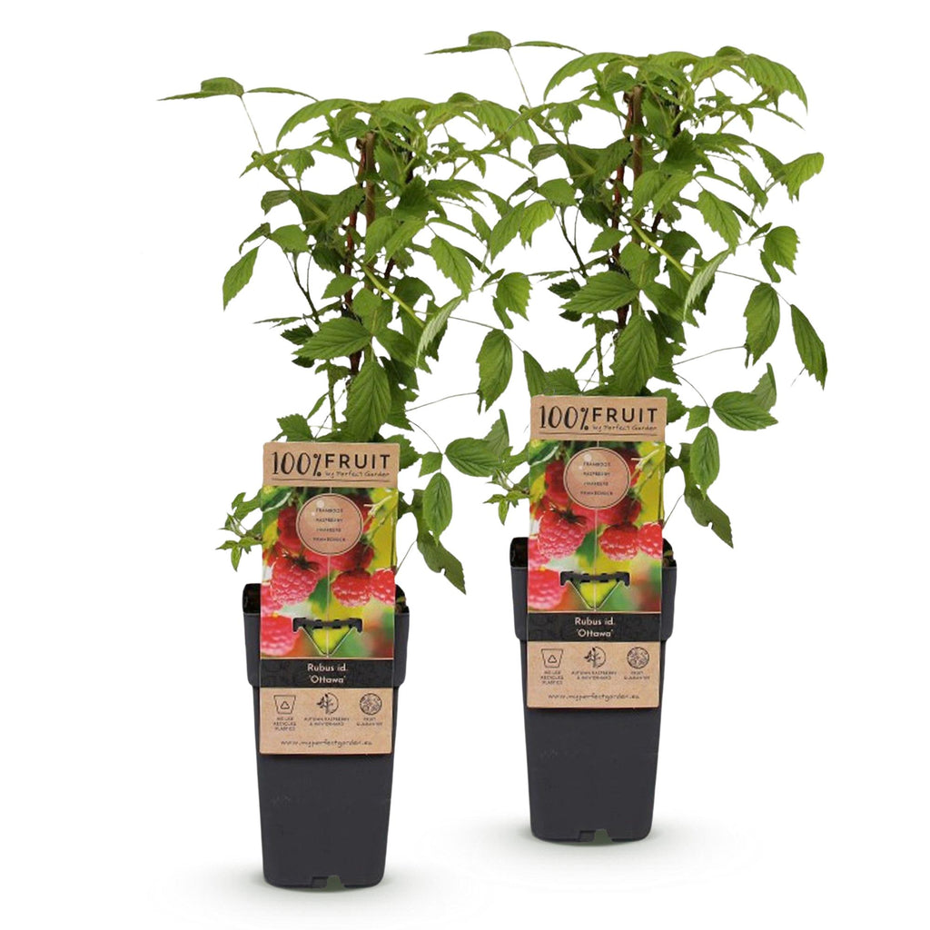 Fruitplant - Rubus idaeus Ottawa - Frambozenplant - Winterhard - Rode Framboos - 2 Planten - Pot 15cm - Hoogte 50cm