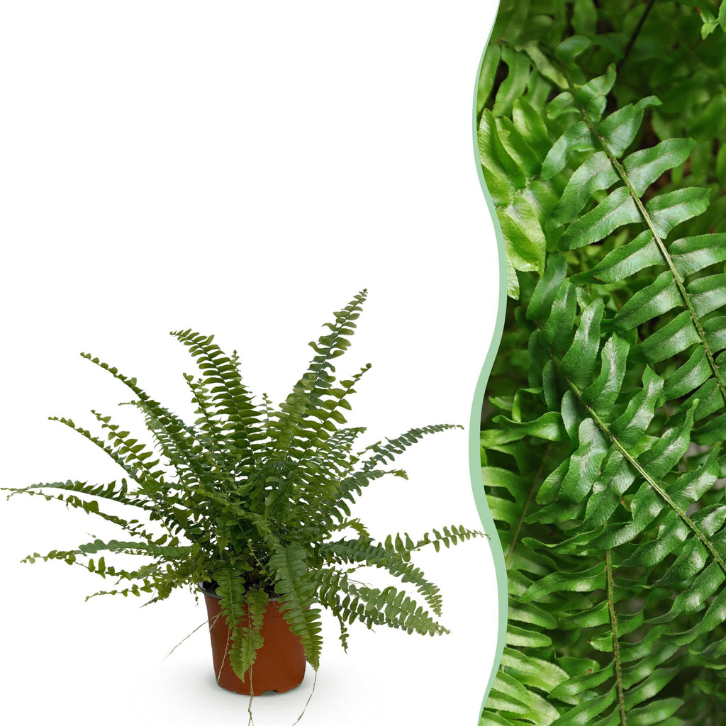 Kamerplant - Nephrolepsis exaltata Green Lady - Varen - Huisdiervriendelijke Plant - Groen - 1 Plant - Pot 12cm - Hoogte 25cm