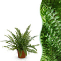 Kamerplant - Nephrolepsis exaltata Green Lady - Varen - Huisdiervriendelijke Plant - Groen - 1 Plant - Pot 12cm - Hoogte 25cm