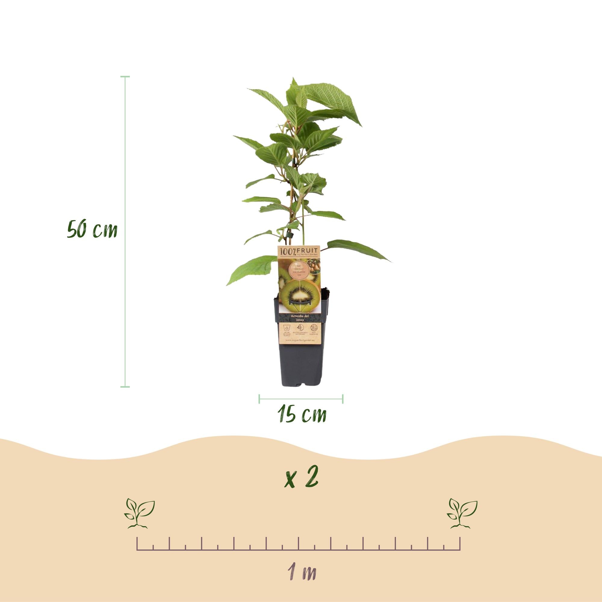 Fruitplant - Actinidia deliciosa Jenny - Kiwiplant - Zelfbestuivend - Groene Vrucht - 2 Planten - Pot 15cm - Hoogte 50cm