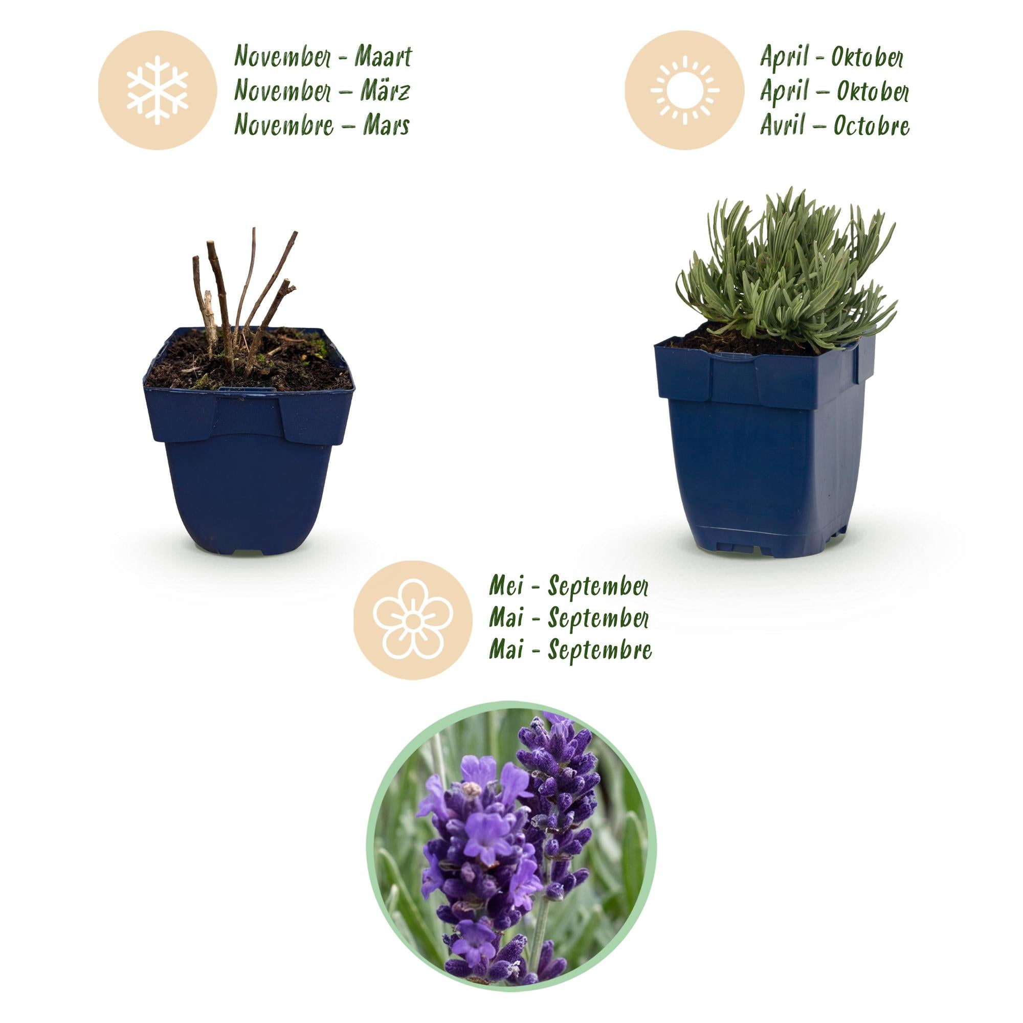Vasteplant - Lavandula ang. Munstead - Lavendel - Geurend - Paars - 6 Planten - Pot 11cm - Hoogte 15-25cm