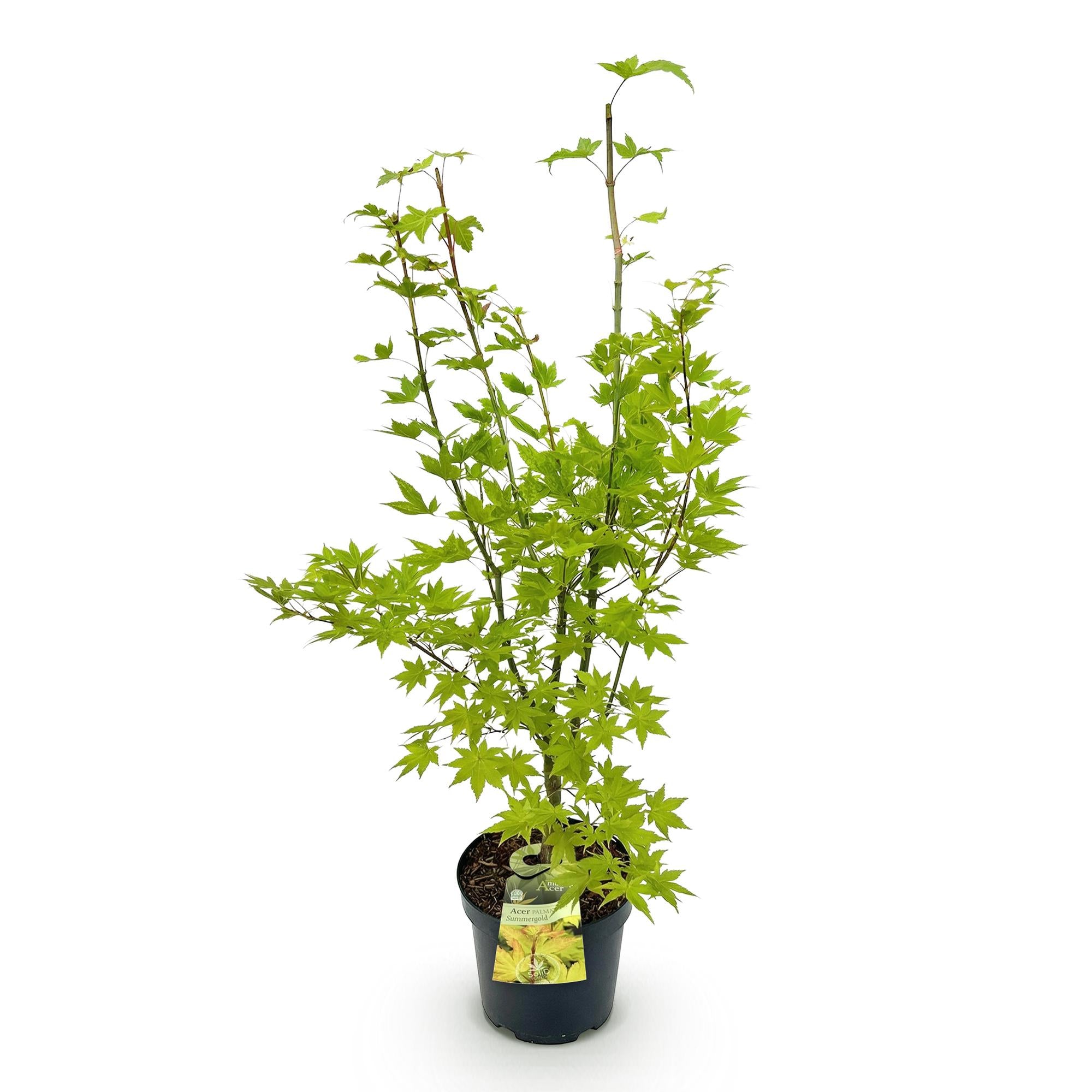 Tuinplant - Acer palmatum Summergold - Japanse Esdoorn - Bladverliezend - Geel - 1 - Pot 26cm - Hoogte 90cm