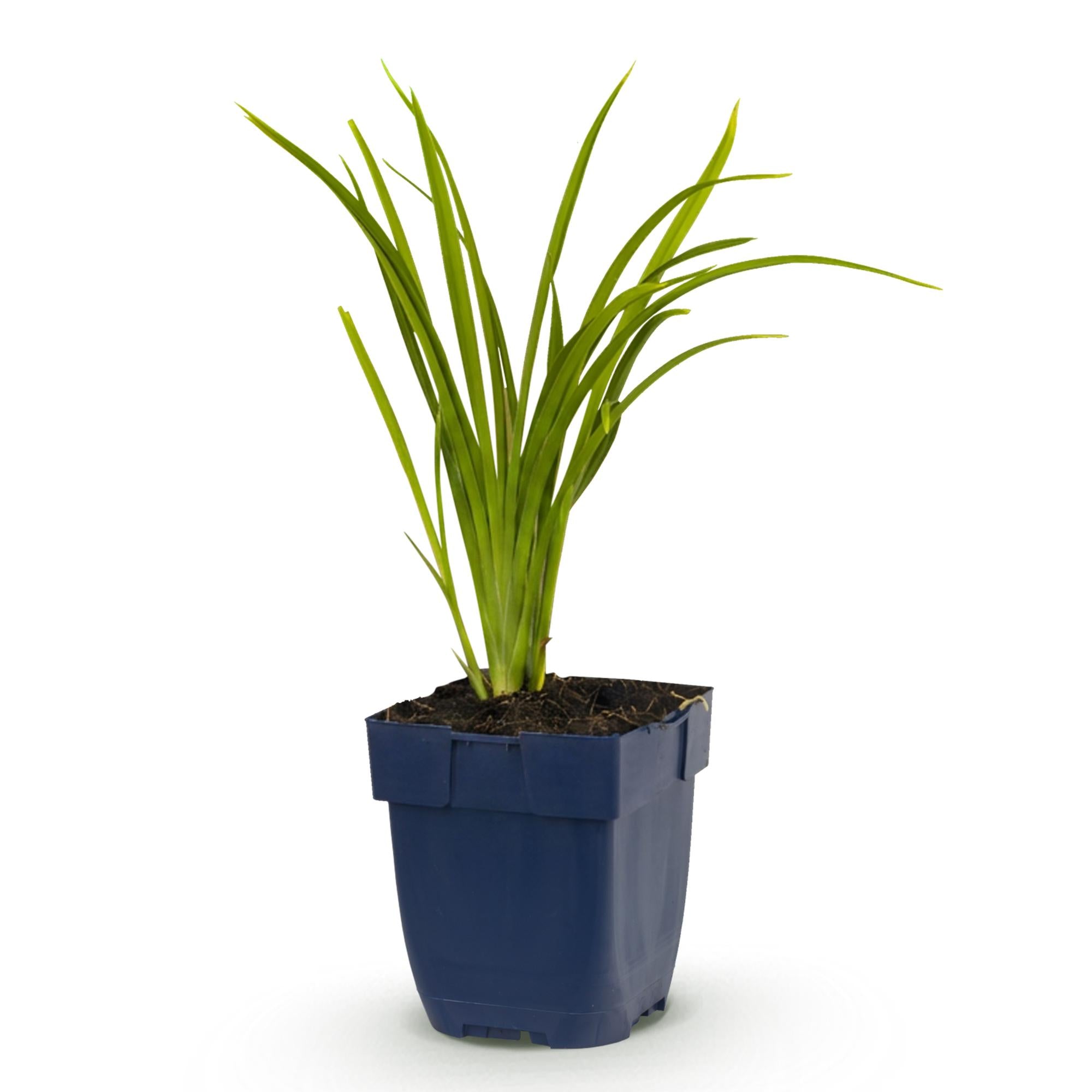 Vasteplant - Hemerocallis Autumn Red - Daglelie - Bijen en Vlinderlokkers - Rood - 1 Plant - Pot 11cm - Hoogte 15-25cm